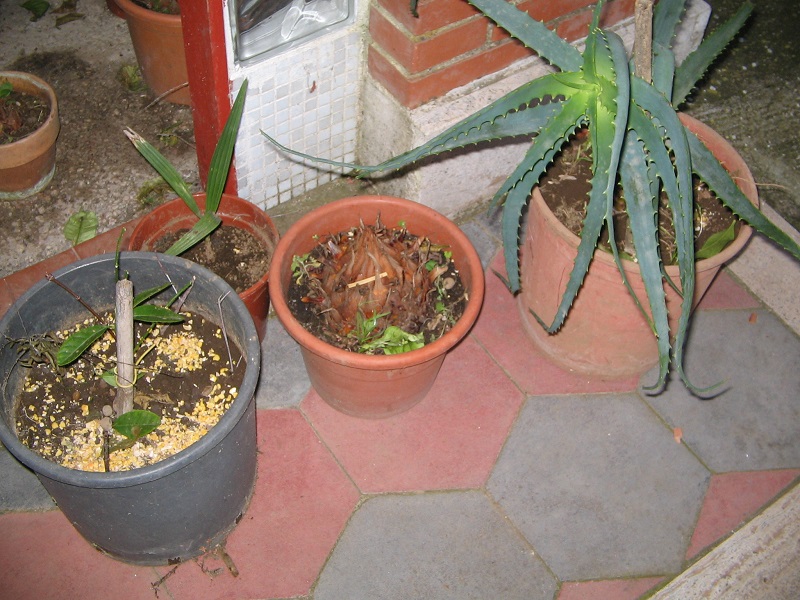 ForumEA/D/1424368676p.jpg