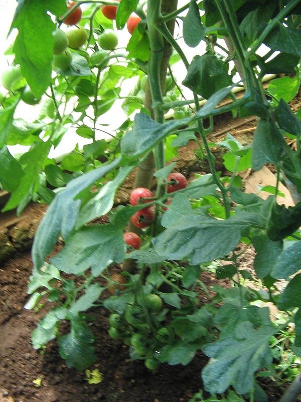 ForumEA/F/IMG_1128.JPG