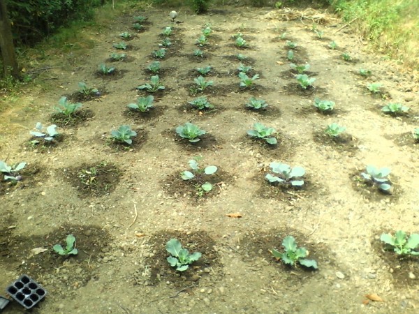 ForumEA/M/bombo20160723.jpg
