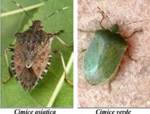 ForumEA/T/cimice-asiatica.jpg