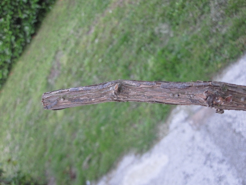 ForumEA/us/img199/5403/img3900800x600.JPG