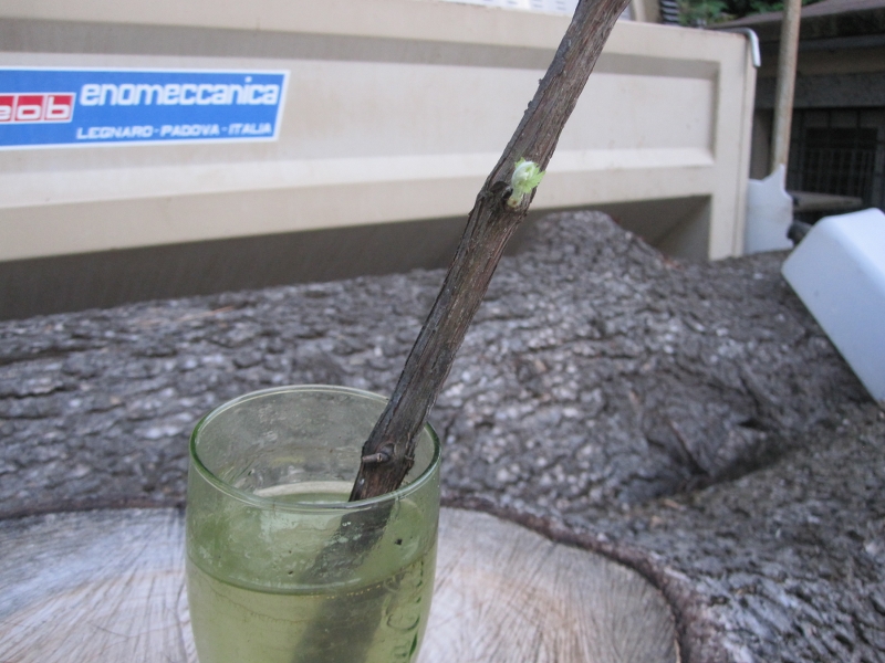 ForumEA/us/img211/1548/img3907800x600.jpg