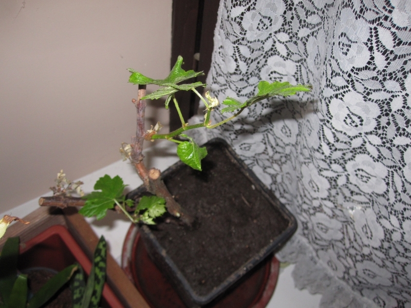 ForumEA/us/img547/9674/img3938800x600.jpg