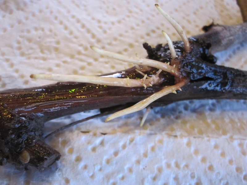 ForumEA/us/img827/5725/img3925800x600.jpg