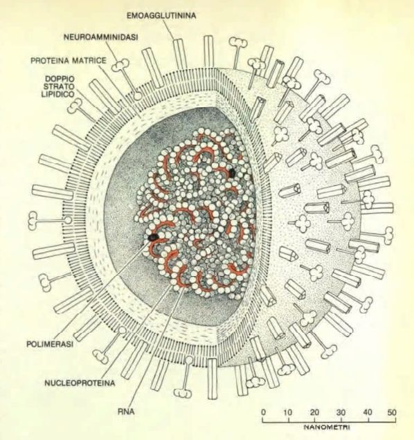 http://www.energialternativa.info/public/newforum/ForumEA/U/Disegno-Coronavirus.jpg