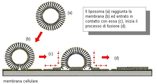 http://www.energialternativa.info/public/newforum/ForumEA/U/Liposoma-Cellula_1.jpg