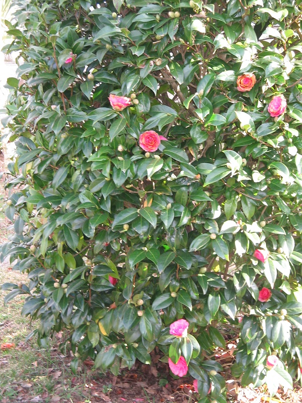 ForumEA/D/IMG_0432.jpg