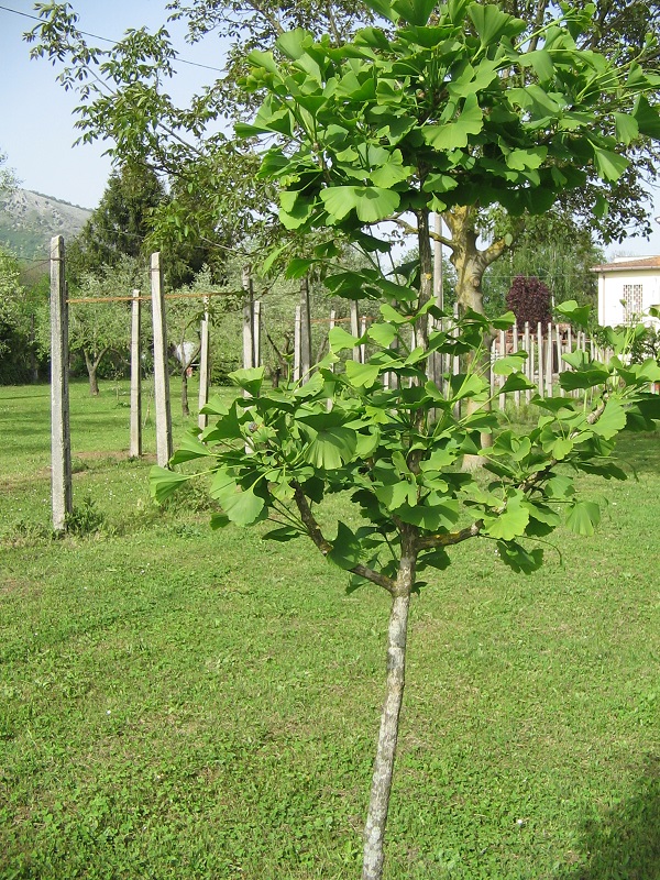 ForumEA/E/IMG_0740f.jpg