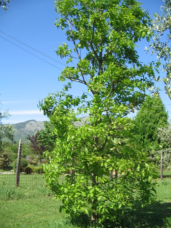 ForumEA/E/IMG_0764f.jpg